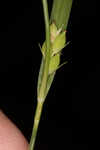 Calcium-hating sedge